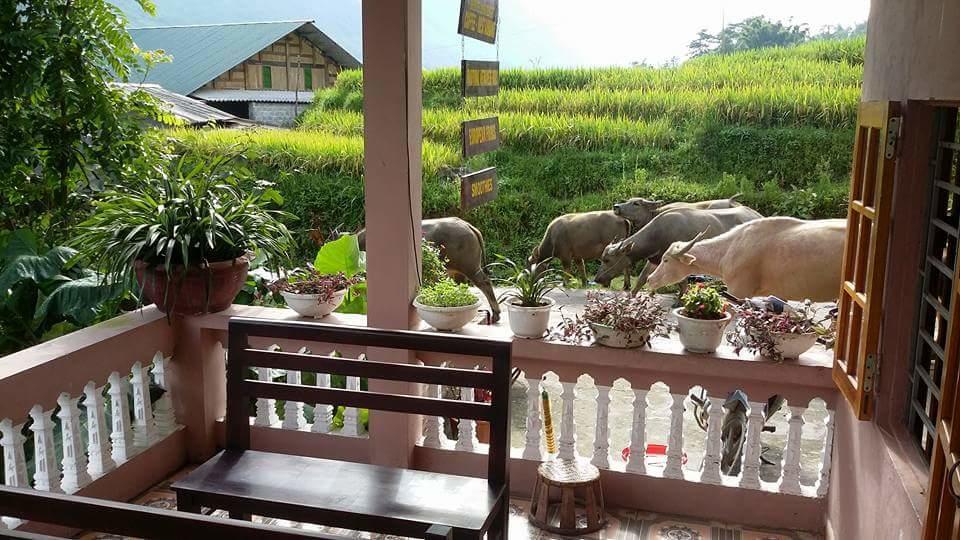 Ta Van Green Hills Homestay Sa Pa Eksteriør bilde